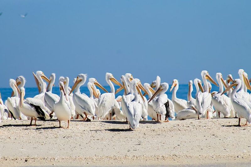marco-island-shelling-and-sightseeing-boat-cruise