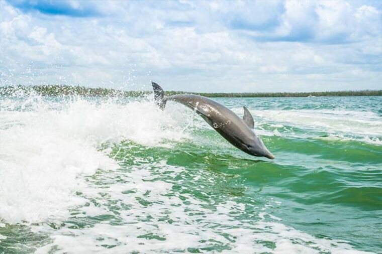 marco-island-shelling-and-sightseeing-boat-cruise