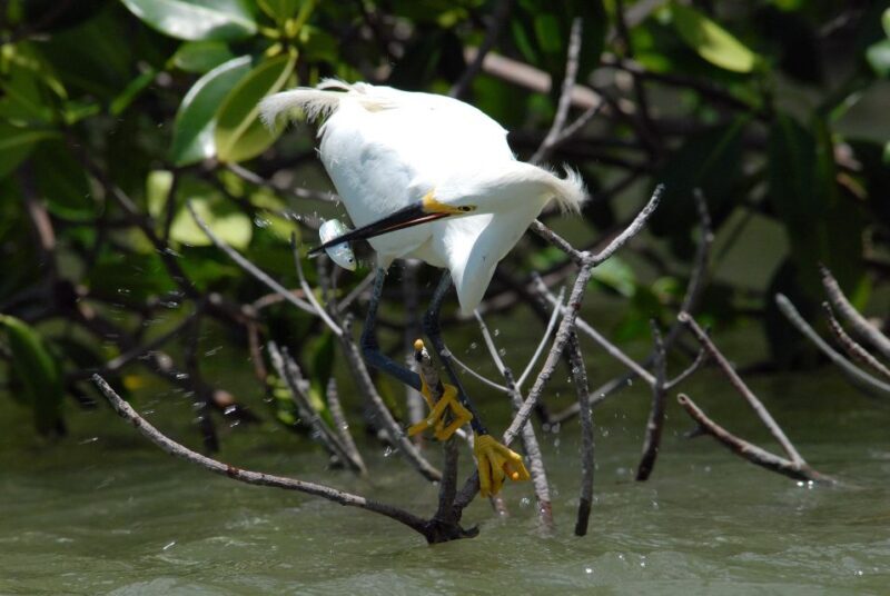Marco Island: Ten Thousand Islands Shelling & Dolphin Tour - Final Thoughts