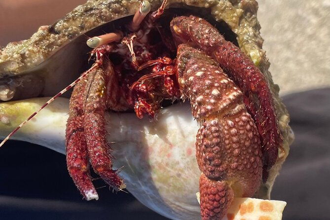 marco-island-wildlife-sightseeing-and-shelling-tour