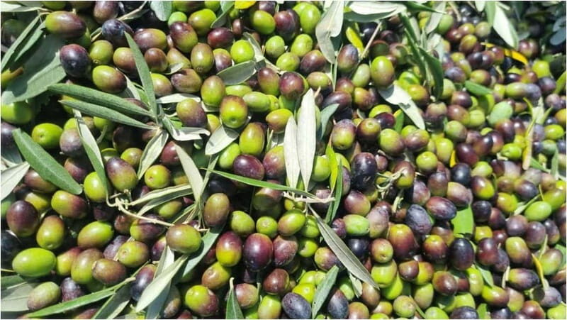Maremma: Oil tasting with picnic among the olive trees - An Authentic Taste of Tuscany in Just 1.5 Hours