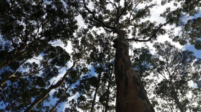 Margaret River and Busselton Jetty: Day Trip from Perth - A Closer Look at the Itinerary and Highlights