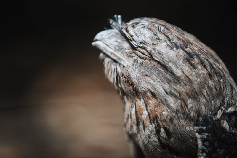 Margaret River: Birds of Prey Encounter and Forest Walk - A Closer Look at the Experience