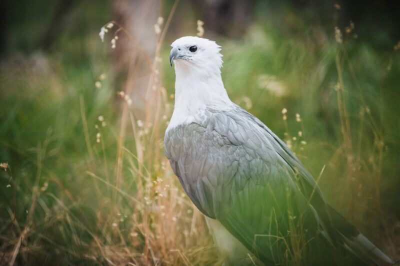 Margaret River: Birds of Prey Encounter and Forest Walk - FAQ