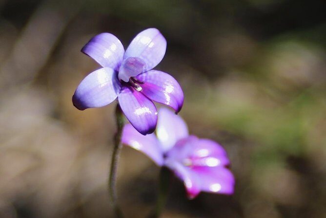 Margaret River Coastal and Wildlife Eco Trip from Busselton or Dunsborough - The West Coast Wonders and Sugarloaf Rock