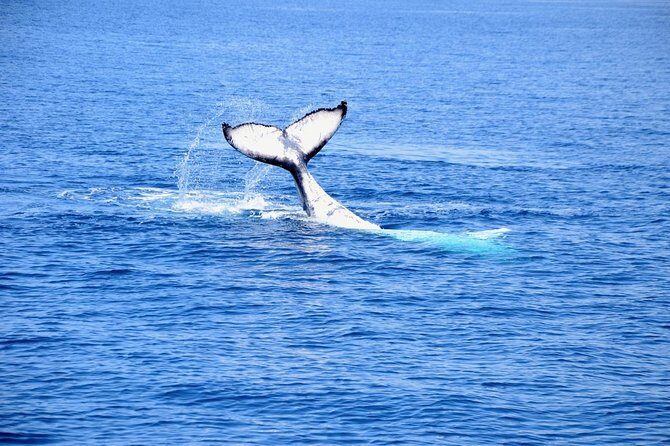 Margaret River Coastal and Wildlife Eco Trip from Busselton or Dunsborough - Who Will Love This Tour?