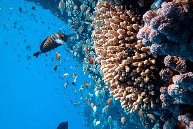 margaritaville-jeski-tour-or-snorkeling-in-montego-bay