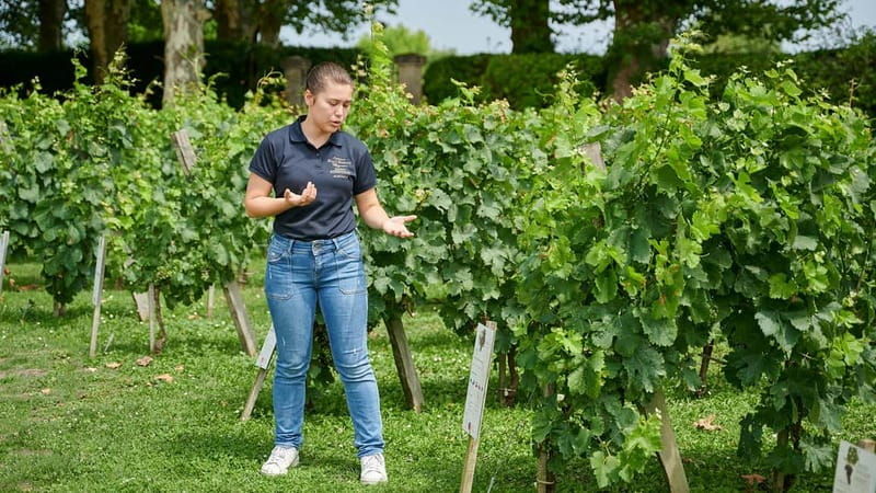 Margaux - Guided tour of the château and tasting of 4 wines - The Experience You’ll Take Away
