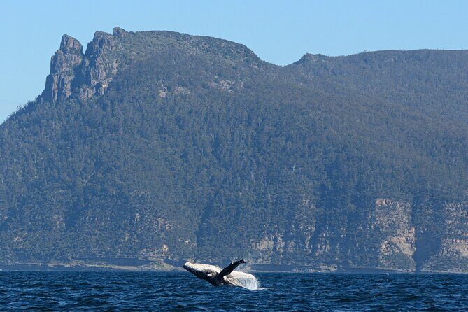 Maria Island 3 hours and 30 mins Scenic Cruise - An In-Depth Look at the Maria Island Scenic Cruise
