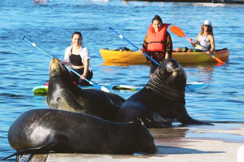 marina-del-rey-kayak-and-paddleboard-tour-with-sea-lions