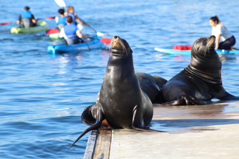marina-del-rey-kayak-and-paddleboard-tour-with-sea-lions