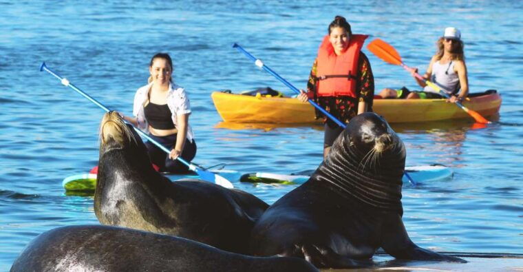 marina-del-rey-kayak-and-paddleboard-tour-with-sea-lions