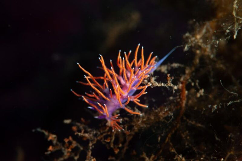 marina-di-campo-diving-on-the-island-of-elba-and-pianosa
