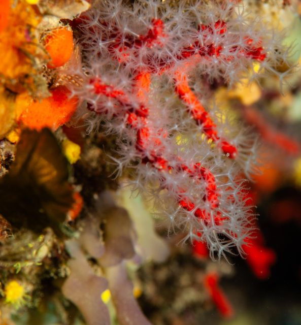 marina-di-campo-diving-on-the-island-of-elba-and-pianosa