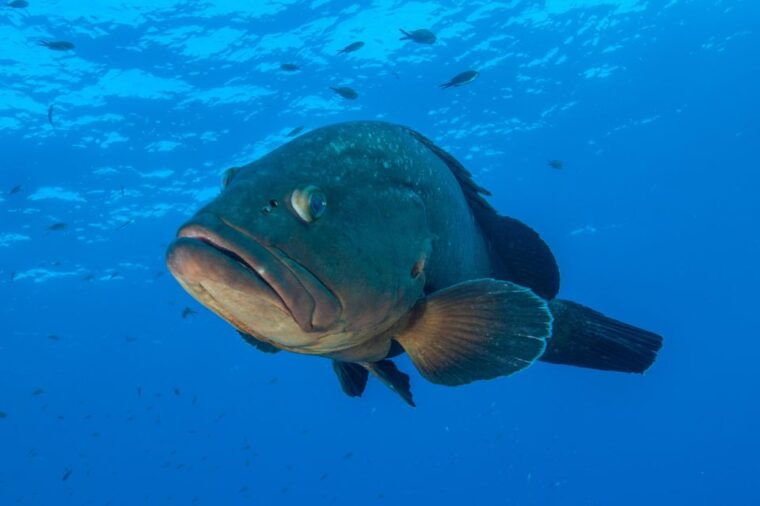 marina-di-campo-diving-on-the-island-of-elba-and-pianosa