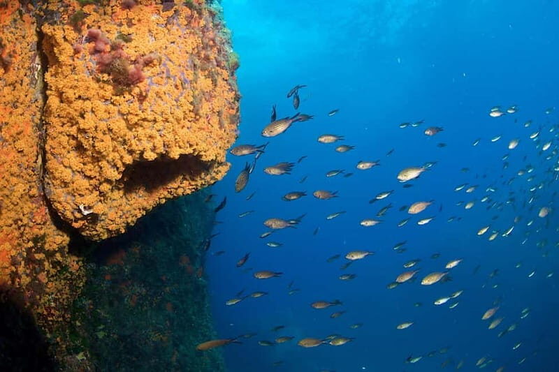Marina di Campo: diving on the island of Elba - The Practicalities