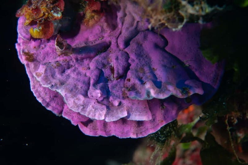 Marina di Campo: diving on the island of Elba - The Sum Up