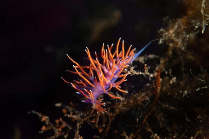 Marina di Campo: diving on the island of Elba - FAQ