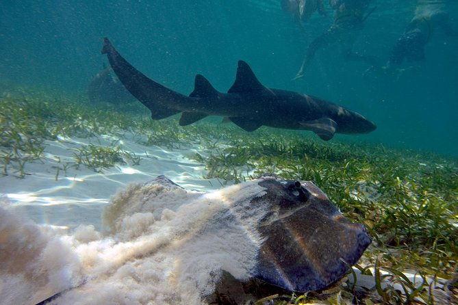 marinarium-snorkeling-cruise-from-bayahibe
