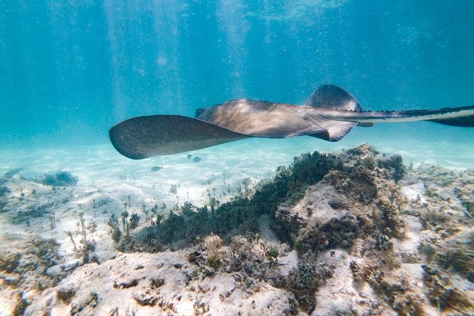 marinarium-snorkeling-cruise-from-bayahibe