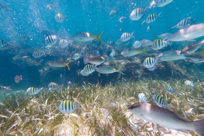 marinarium-snorkeling-cruise-from-bayahibe