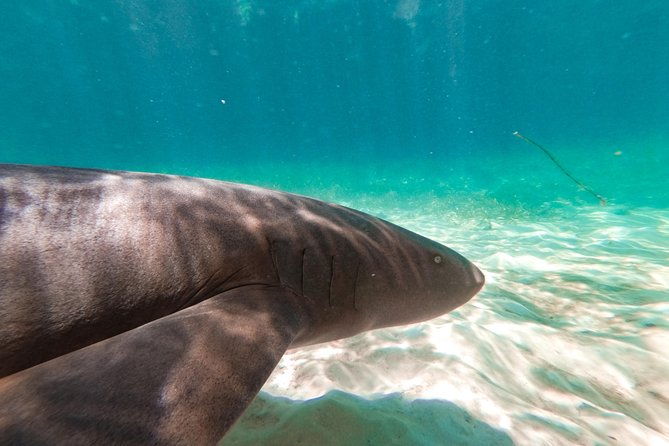 marinarium-snorkeling-cruise-from-punta-cana