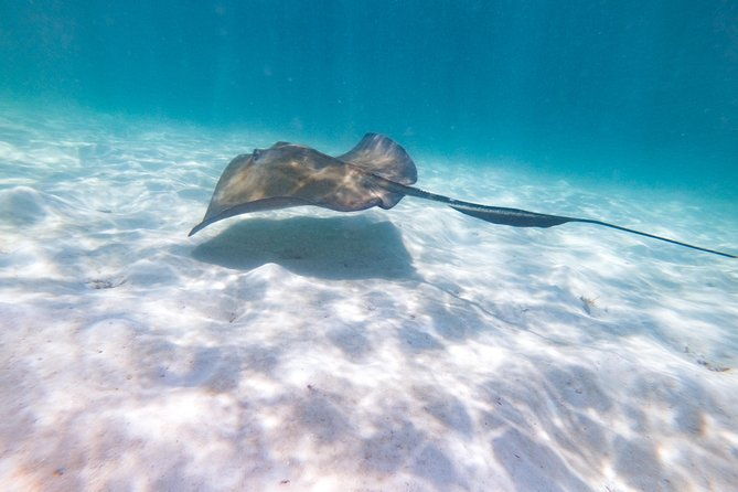 marinarium-snorkeling-cruise-from-punta-cana