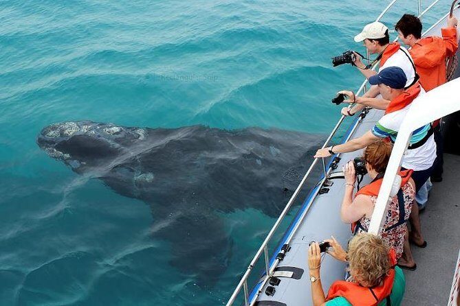 Marine Big 5 Full Day Guided Return Transfer Cape Town - Gansbaai - The Itinerary: From Cape Town to Marine Marvels