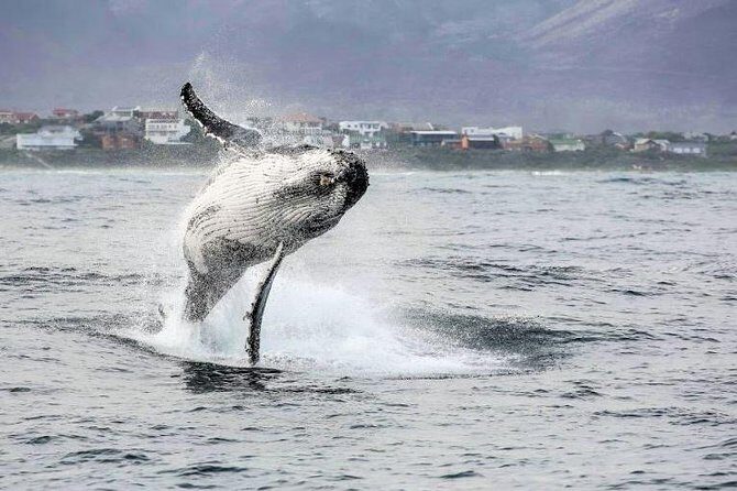 Marine Big 5 Full Day Guided Return Transfer Cape Town - Gansbaai - Final Thoughts: Is This Tour Worth It?