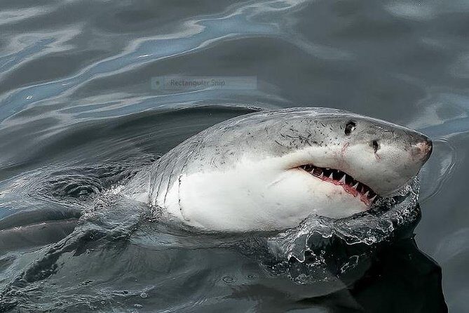 Marine Big 5 Full Day Guided Return Transfer Cape Town - Gansbaai - FAQ