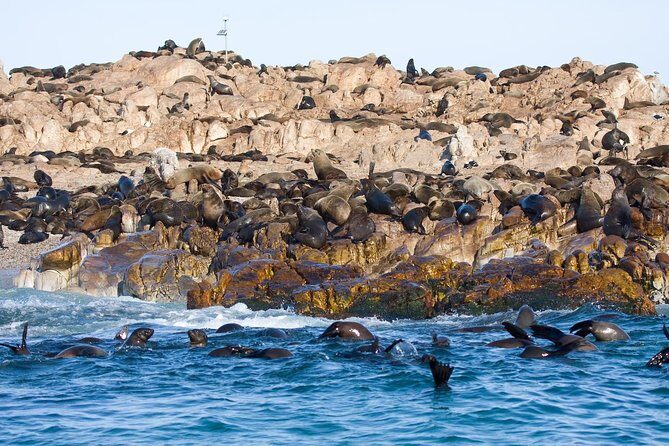 Marine Big 5 Safari full day trip from Cape Town - The Itinerary: What to Expect Step-by-Step