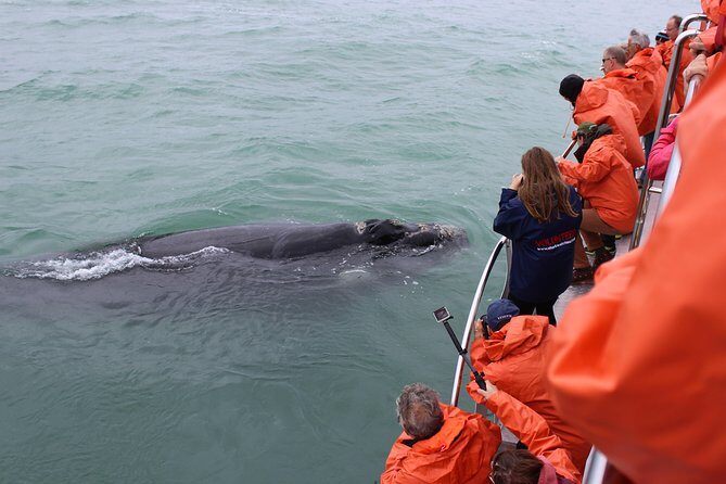 Marine Big 5 Safari with transport from Cape Town - Who Should Consider This Tour?