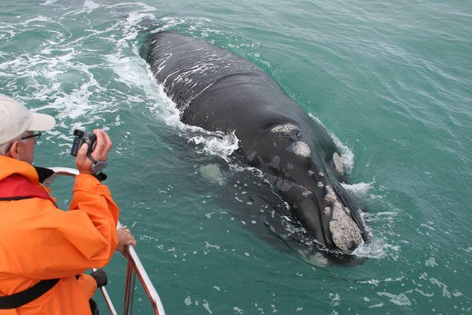 Marine Big 5 Safari with transport from Hermanus - Introduction: What to Expect from this Marine Safari