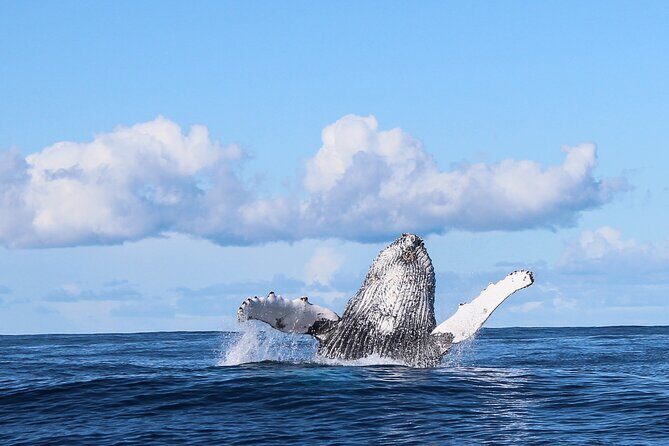 Marine Big 5 Safari with transport from Hermanus - Key Points