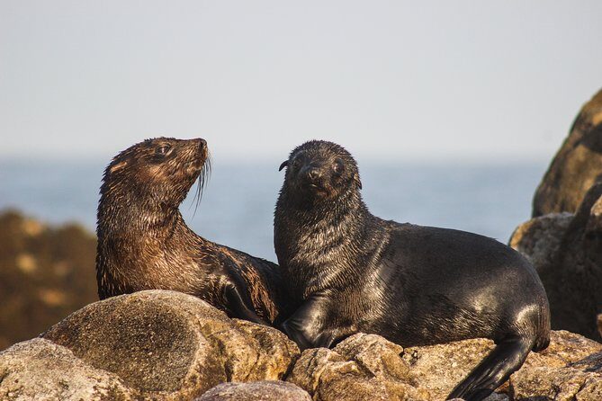 Marine Big 5 Safari with transport from Hermanus - The Experience: What Travelers Are Saying