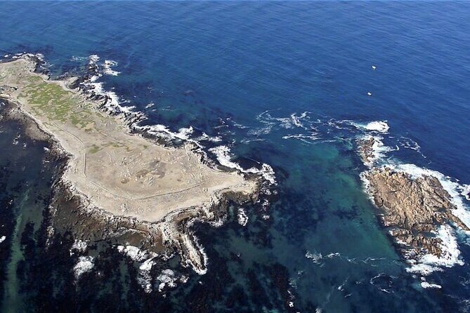 Marine Big 5 Safari with transport from Hermanus - Why This Tour Delivers Value