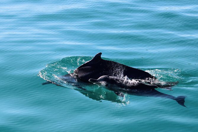 Marine Big 5 Safari with transport from Hermanus - FAQ