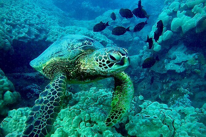 Marine Biologist Guided Snorkel Tour from Shore at Turtle Town - Educational Insights and Conservation