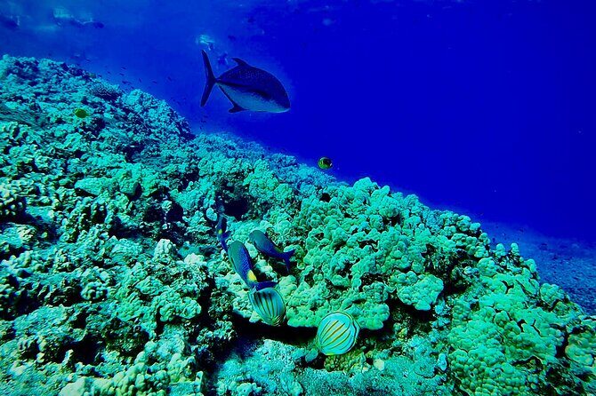 Marine Biologist Guided Snorkel Tour from Shore at Turtle Town - Photos and Keepsakes