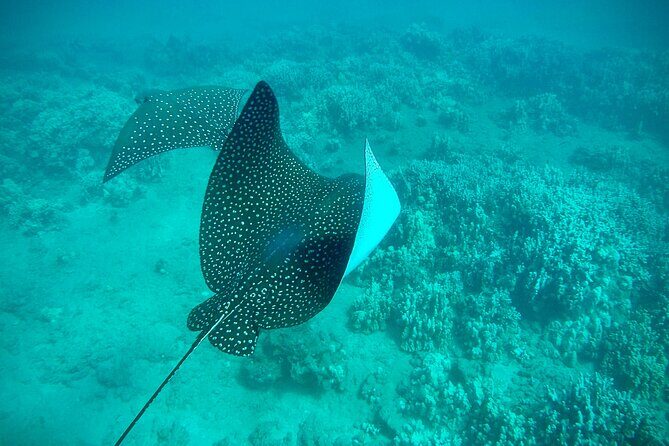 Marine Biologist Guided Snorkel Tour from Shore at Turtle Town - Return and Reflection
