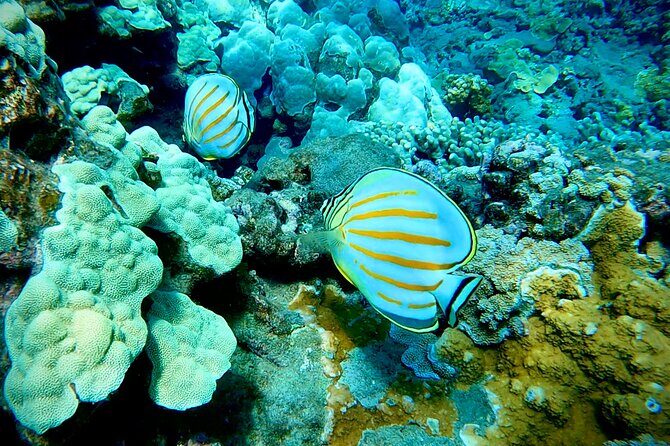 Marine Biologist Guided Snorkel Tour from Shore at Turtle Town - Group Size and Personal Attention