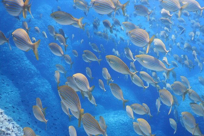marine-biology-snorkelling-experience-in-the-cinque-terre
