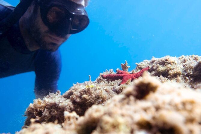 marine-biology-snorkelling-experience-in-the-cinque-terre