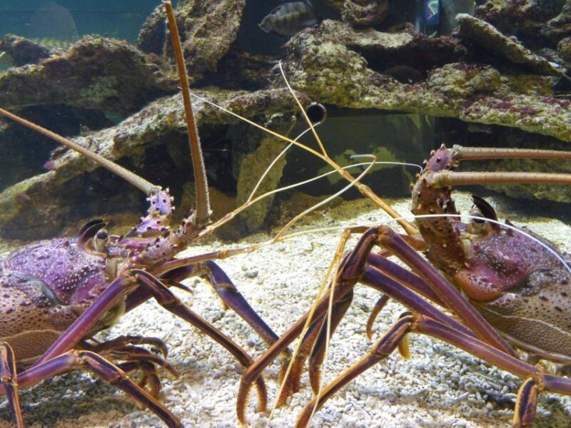 Marine Discovery Centre - Practical Details