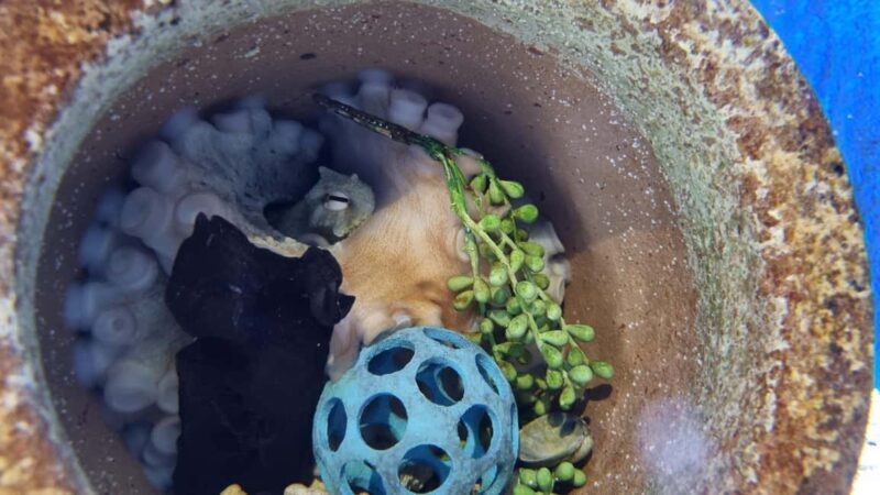 Marine Discovery Centre - The Sum Up