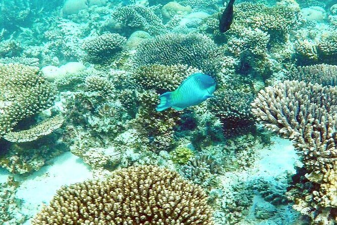 Marine Eco Safari - Swim with Manta Rays - Introduction