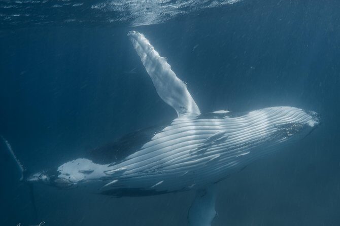 Marine Eco Safari - Swim with Manta Rays - Authentic Experiences from Reviews