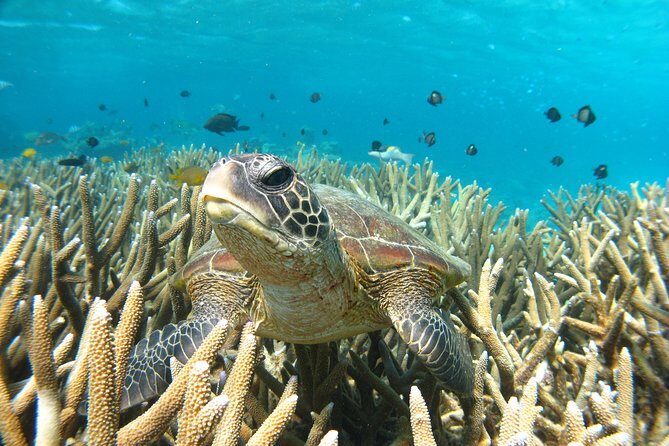 Marine Eco Safari - Swim with Manta Rays - FAQs