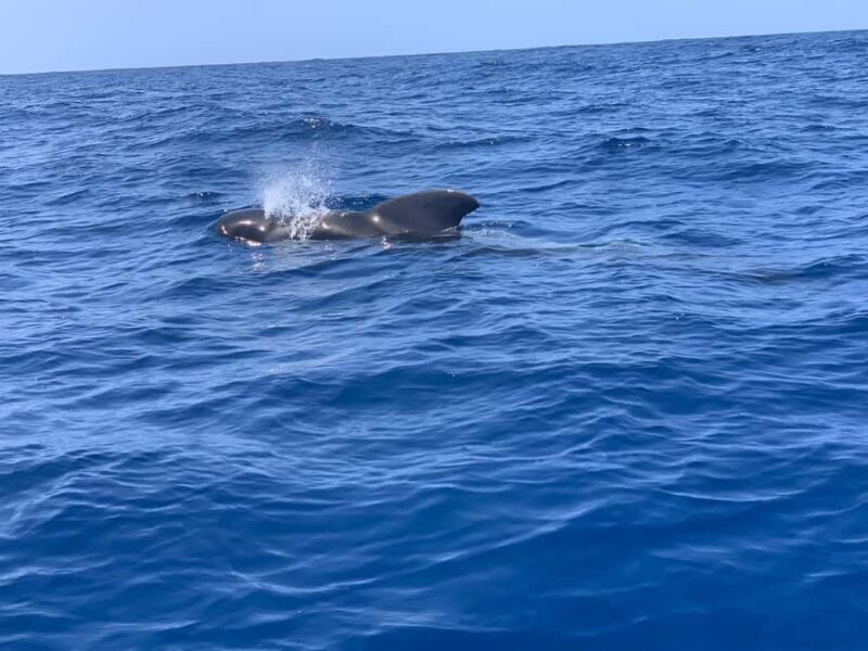 Marine EcoSafari: Whale Watching in a Luxury Zodiac with Hydrophone - What to Expect from the Marine EcoSafari