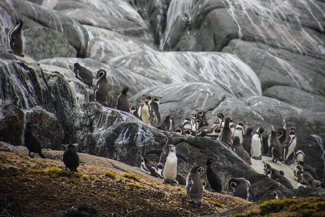 marine-life-flavors-of-the-pacific-full-day-private-tour